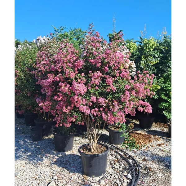 Lagerstroemia indica - Selyemmirtusz Többtörzses EXTRA C55