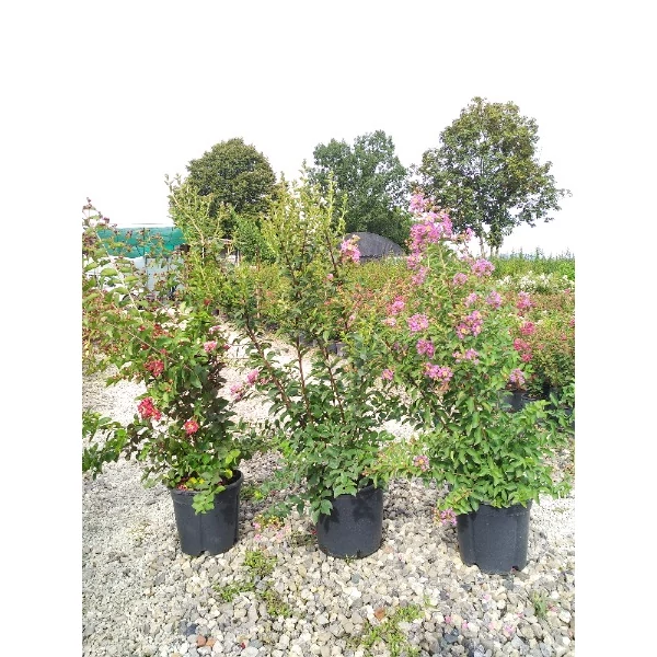 Lagerstroemia indica mix - Selyemmirtusz mix C9 