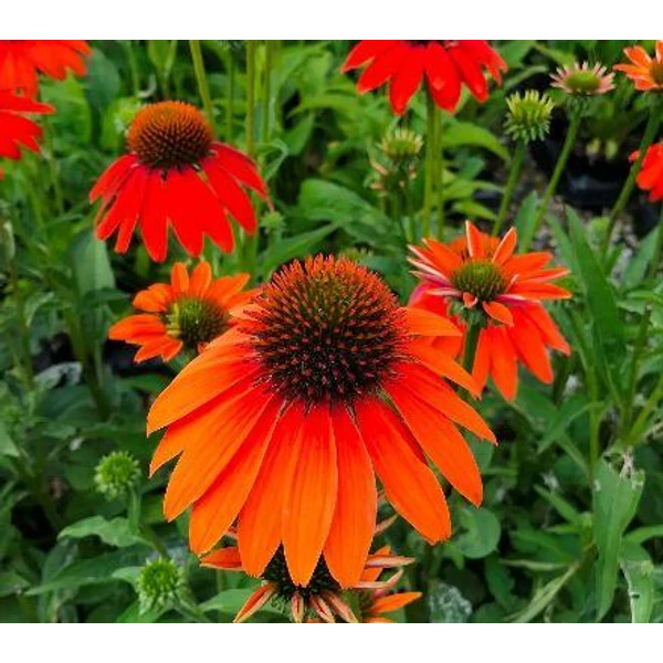 Echinacea purpurea Lakota Orange- Kasvirág narancs CS15