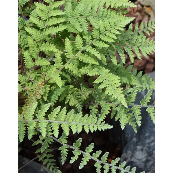 Cheilanthes lanosa - Szőrös ajakpáfrány Cs9