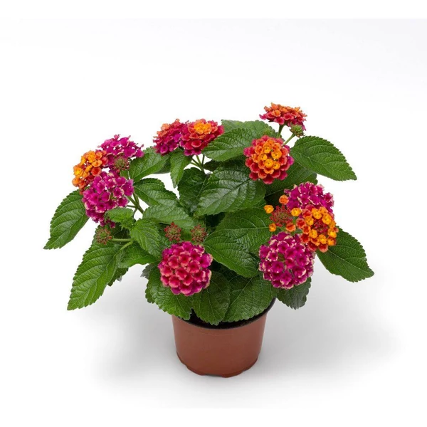 Lantana  Sétányrózsa CS12