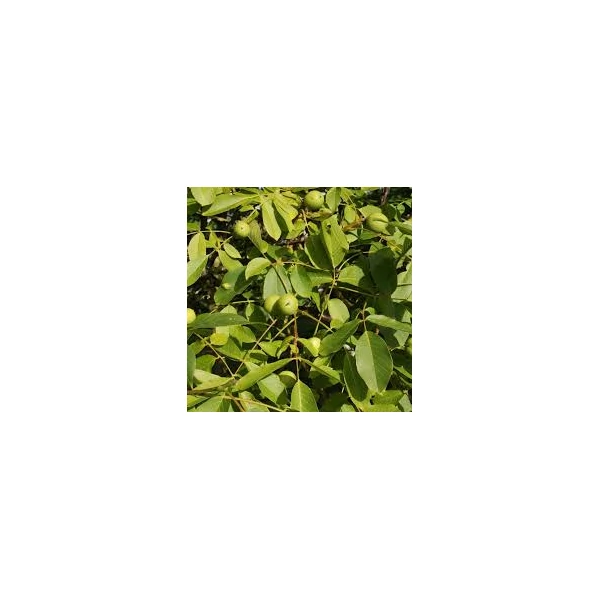 Juglans Nigra–  Diófa 250/300 10/12 2 FL