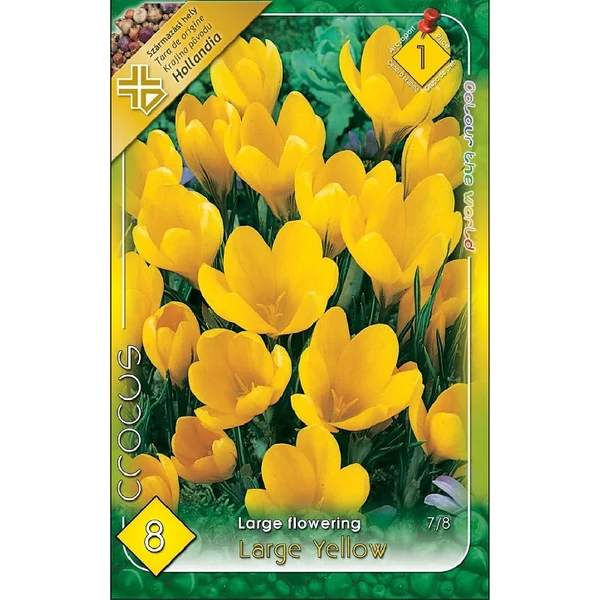 crocus virághagya Large Yellow 8db