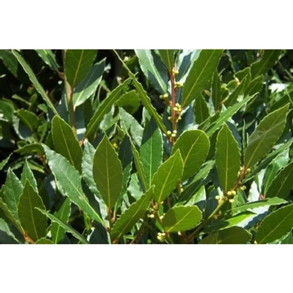 Prémium palánta Fűszer Babér EXTRA CS18