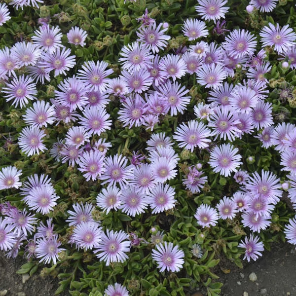 Delosperma Sundella Lavender Kristályvirág CS9