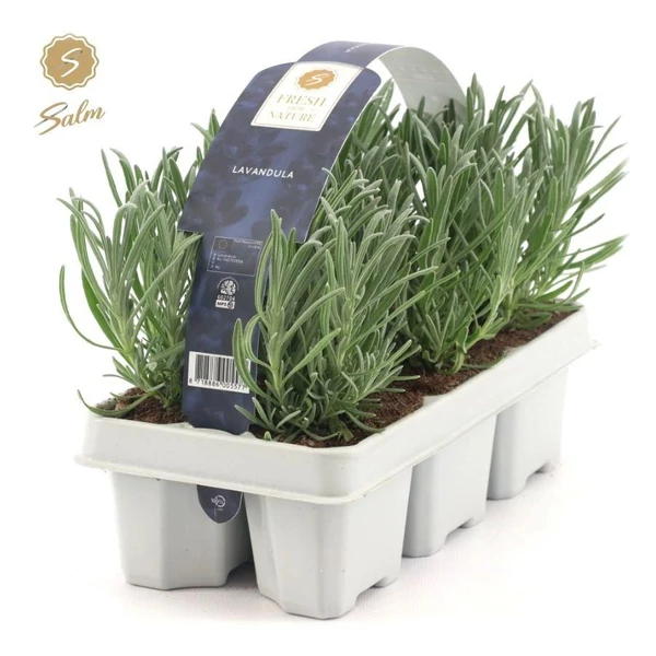Lavandula angustifolia – Közönséges levendula PAKKOS 6db/pakk