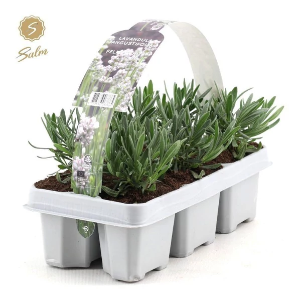 Lavandula angustifolia Felice White – Fehér levendula PAKKOS 6db/pakk
