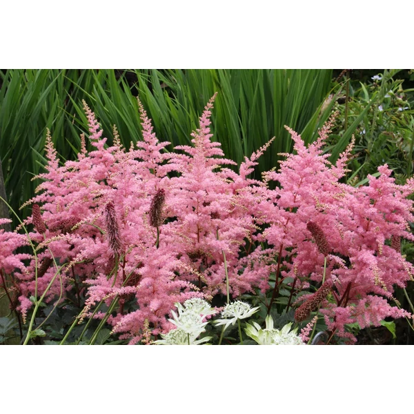 Astilbe - Tollbuga Bressingham