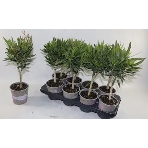 Nerium oleander - Leander 45 cm 1 db