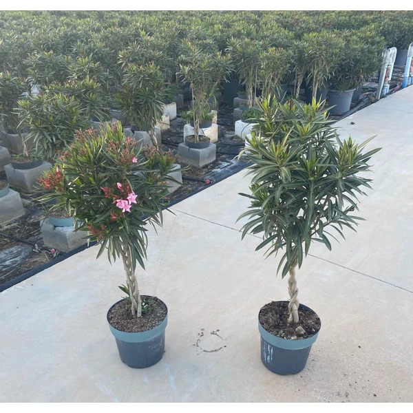 Nerium oleander Twisted Stem - Leander csavart törzses 100/120