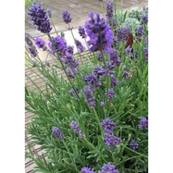 Lavandula angustifolia Thumbelina Leigh Cs9