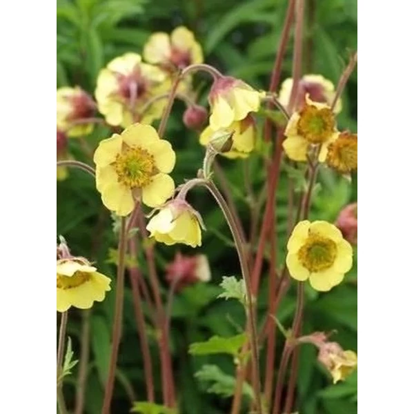 Geum Lemon Drops- Gyömbérgyökér CS14
