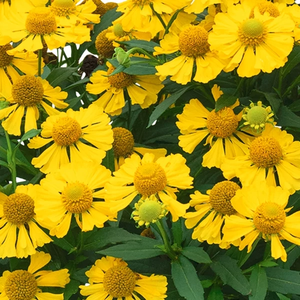 Helenium Helias Lemon- Napfényvirág CS14