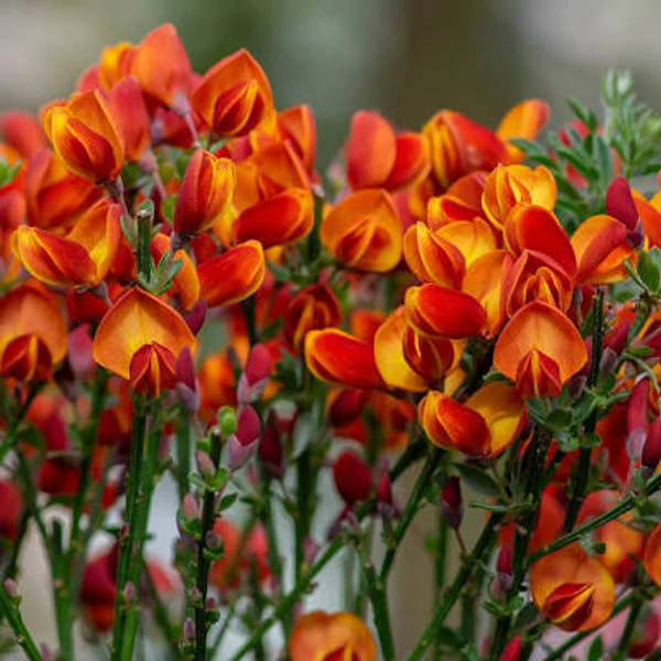 Cytisus racemosus Lena - Seprűzanót CS14