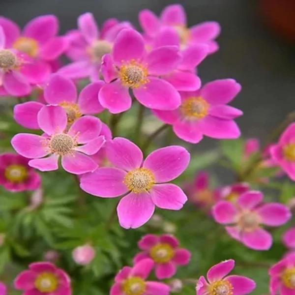 Anemone x lesseri 'Spring Beauty Pink' – Szellőrózsa Cs14
