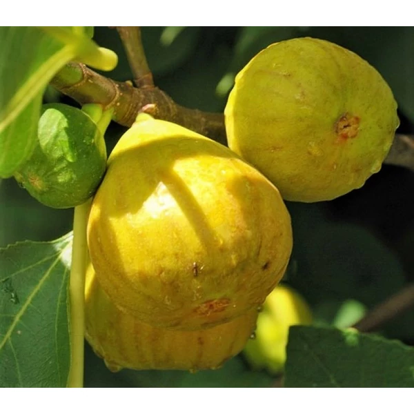 Ficus carica - Füge Letenyei Sárga K2 30/40