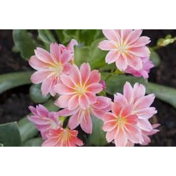 Lewisia - Dohánygyökér