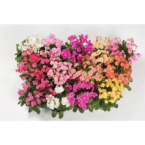 Lewisia - Dohánygyökér CS12