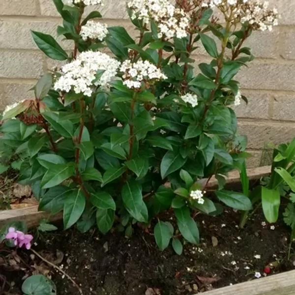 Viburnum Lucidum - Téli bangita K2 
