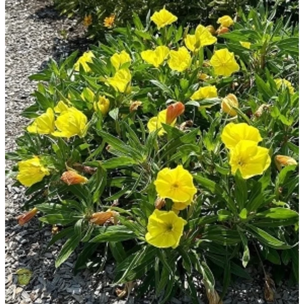 Oenothera -Ligetszépe CS9