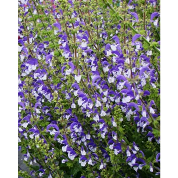 Salvia nemorosa Madeline Ligeti zsálya CS14
