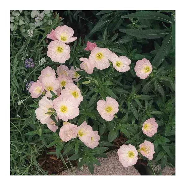 Oenothera speciosa Siskiyou– pompás ligetszépe Cs14