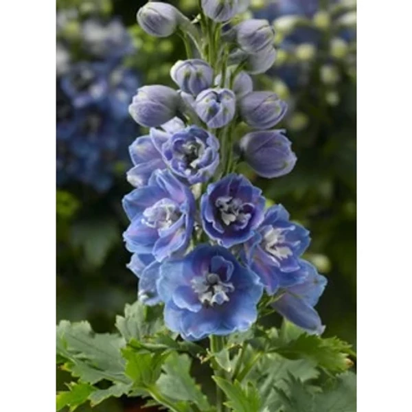 Delphinium Light Blue White- Szarkaláb Cs14