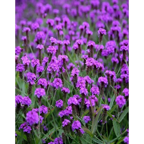 Verbena rigida 'Venosa Lilac' - Kékvirágú vasfű Cs14