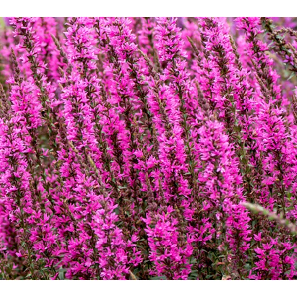 Lythrum Luminara Lilac - Réti füzény CS14