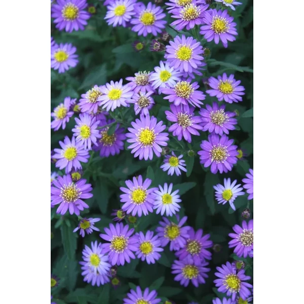 Aster ageratoides Ezo Murazaki- Őszirózsa Cs14
