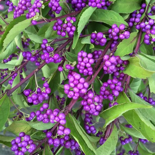 Callicarpa dichotoma 'Issai'- Kínai lilabogyó K 3L 60/80