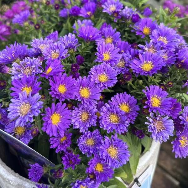 Aster dumosus Lady in Blue -Törpe  őszirózsa Cs9