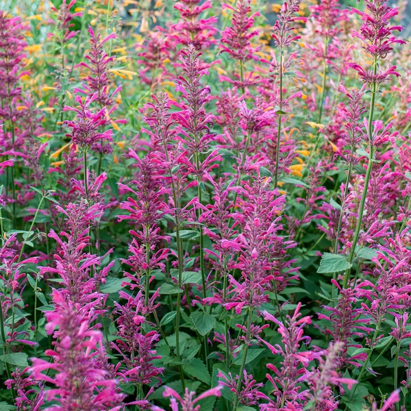 Agastache Morello - Izsópfű D14