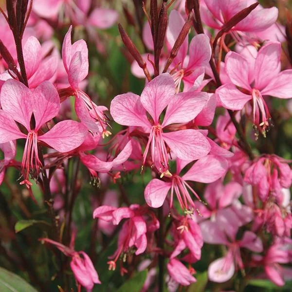 Gaura linheimeri Lillipop Pink- Díszgyertya CS14