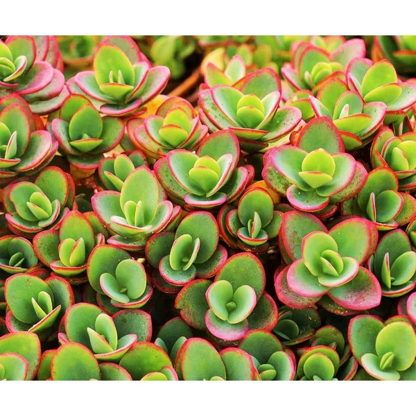 Sedum SunSparkler Lime Zinger Varjúháj D14