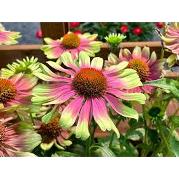 Echinacea purpurea Prairie Blaze Vintage- Kasvirág Cs14