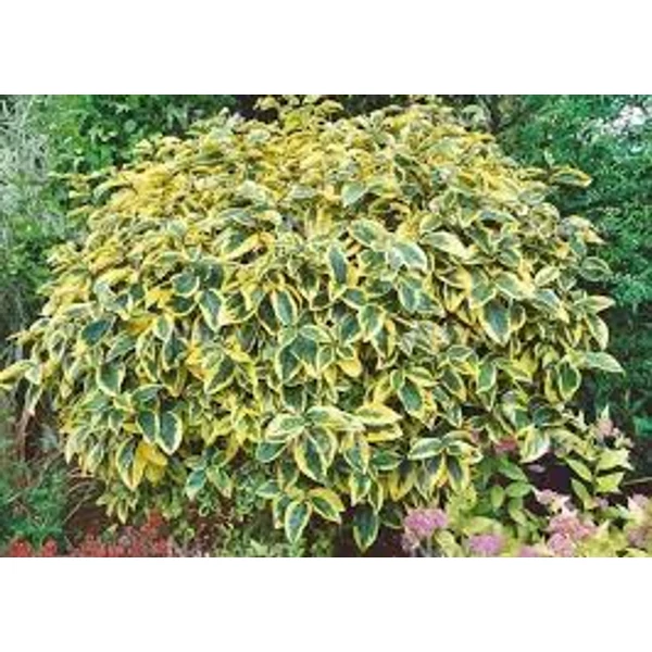 Elaeagnus x ebbingei 'Limelight' - Sárga-tarka széleslevelű ezüstfa CLT 3