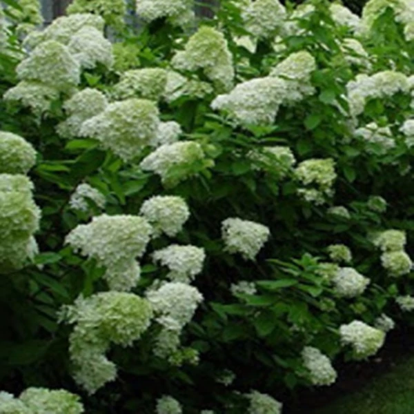 Hydrangea paniculata Limelight  - Bugás hortenzia K5l 40/60