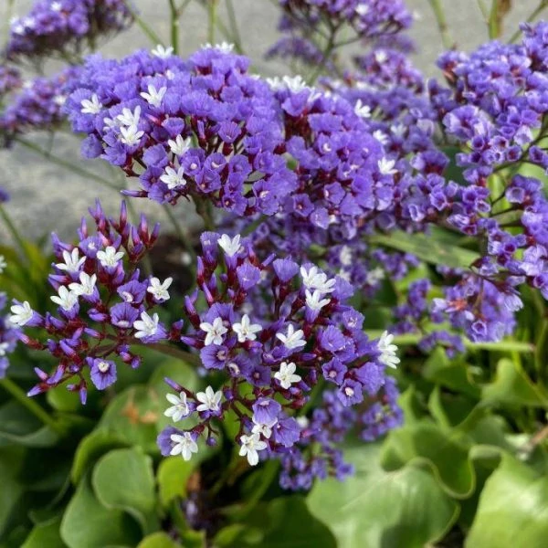 Limonium sinuatum Niebieski – sóvirág CS19