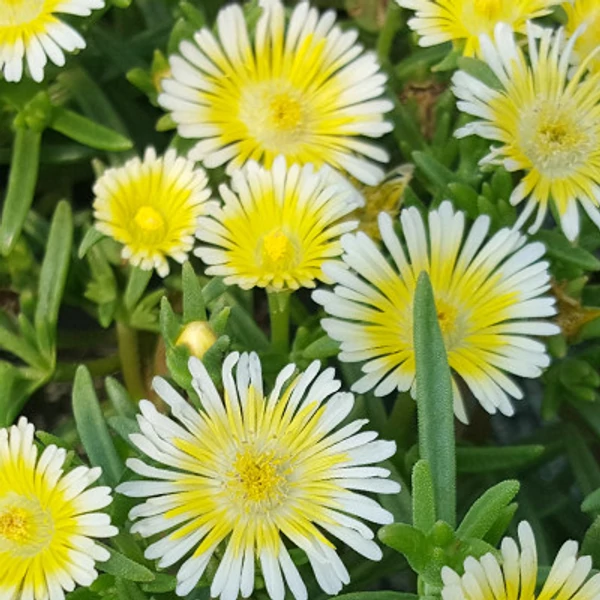 Mesembryanthemum acinaciforme Sárga Cs14