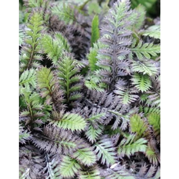 Leptinella squalida Platt's Black  - Barna lúgvirág Cs9