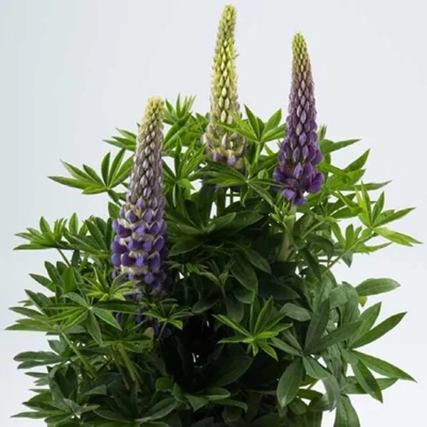 Lupinus polyphyllus 'Legendary Blue Shades' – Csillagfürt Cs9