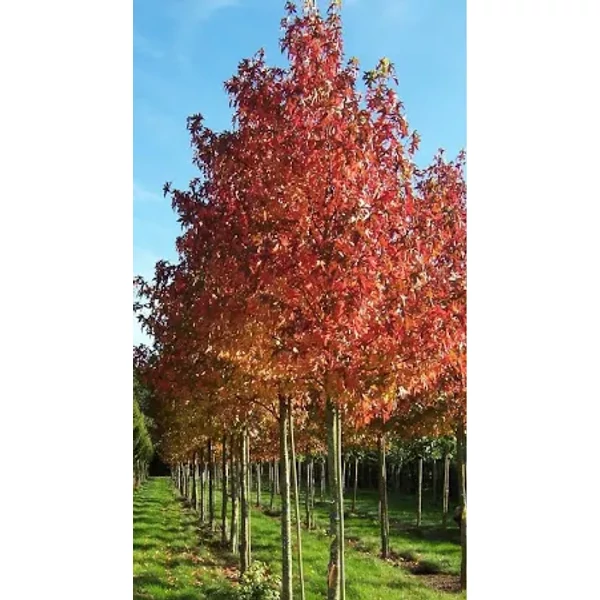 Liquidambar styraciflua– Ámbrafa K70 3xi 12/14