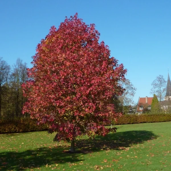Liquidambar styraciflua double stem - Amerikai ámbrafa CLT 150 H 300/350