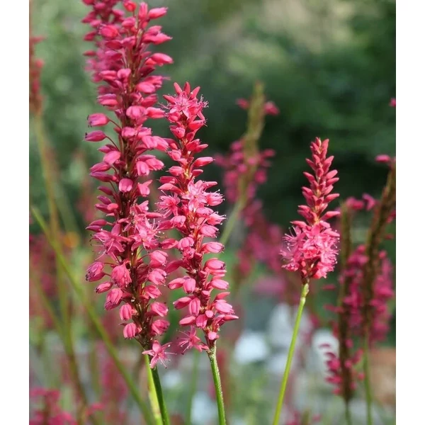 Persicaria amplexicaulis Lisan-Keserűfű CS14