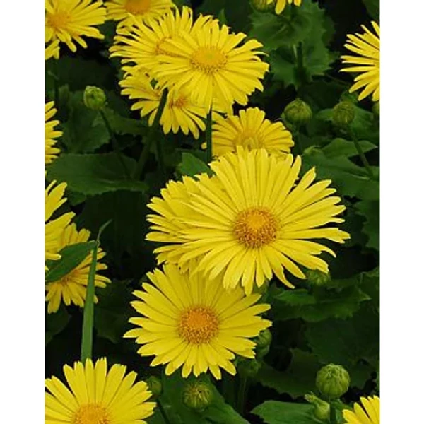 Doronicum orientale Little Leo Zerge virág CS9