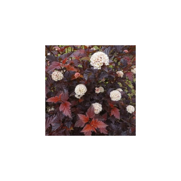 Physocarpus opulifolius 'Little Angel' - Törpe hólyagvessző K2 20-60