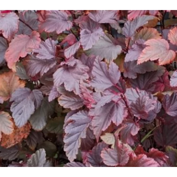 Physocarpus opulifolius Andre - Bangitalevelű hólyagvessző K2 20-60