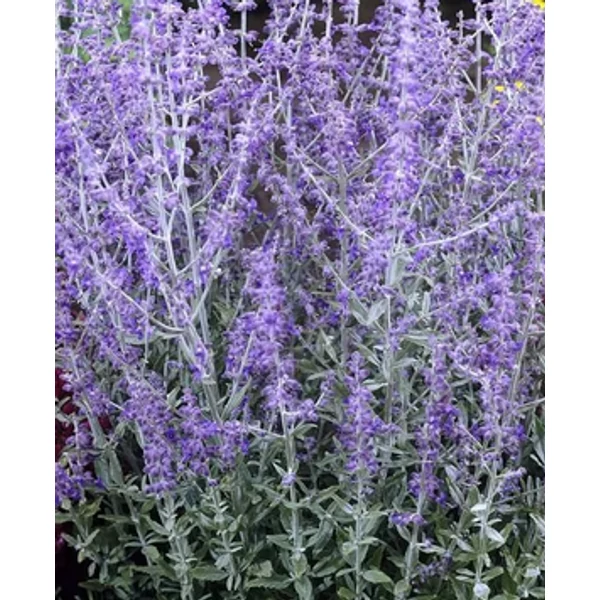 Perovskia atriplicifolia 'Lacey Blue'- Sudárzsálya 