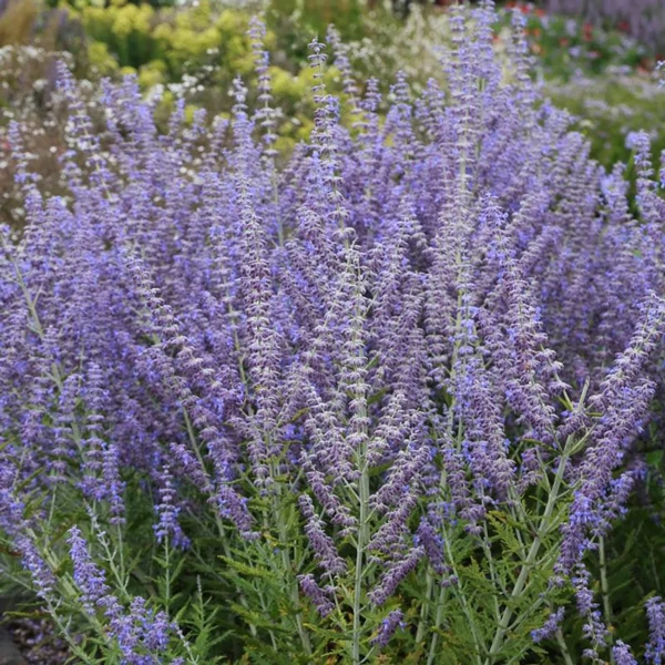 Perovskia Sylver Blue- Sudárzsálya Cs14